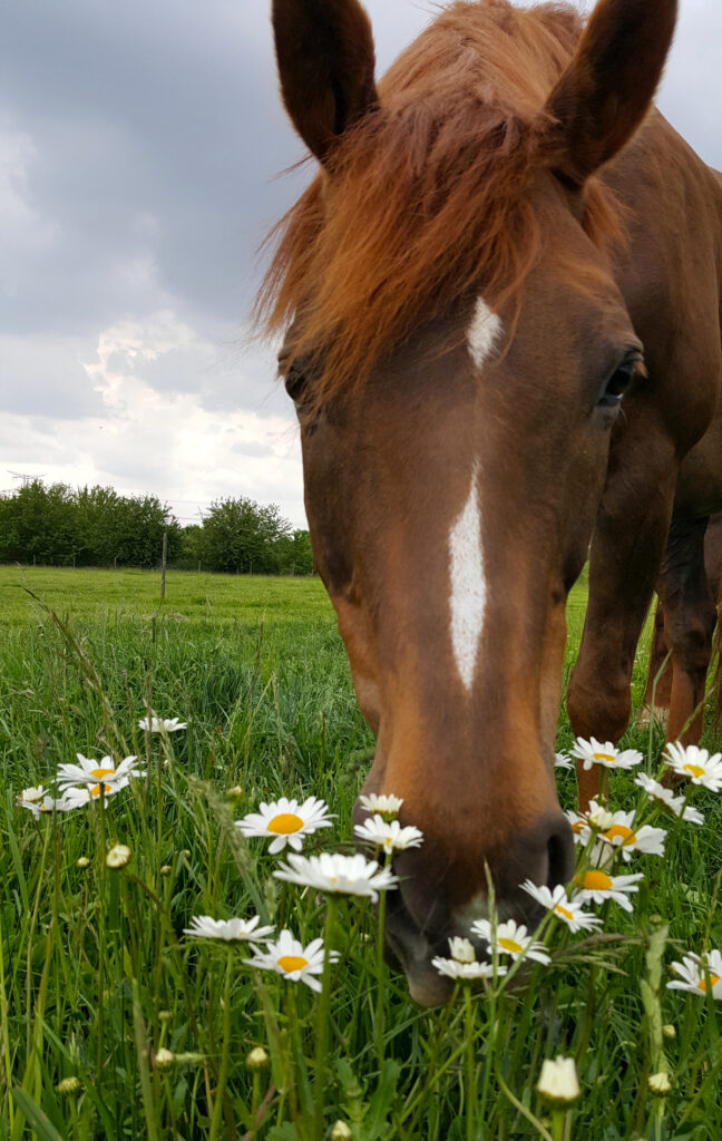 photographe et videaste equestre à Tarbes et en Occitanie